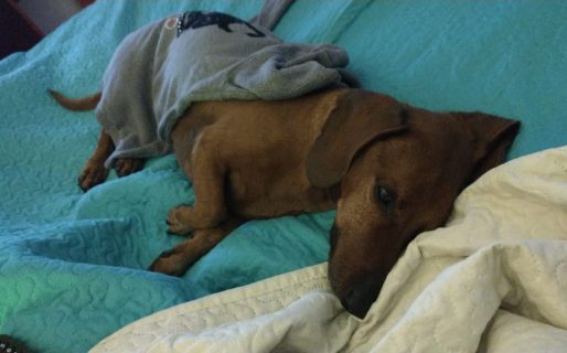 Perdió a su perro en el incendio y adoptó a otro que se salvó milagrosamente de las llamas