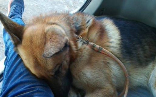 Vende su camioneta para salvarle la vida a su perro, «es mi mejor amigo»