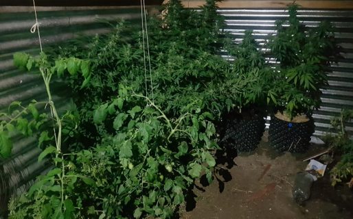 Acudieron a apagar un incendio y encontraron varias plantas de Marihuana