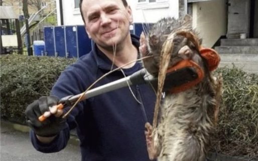 Londres fue invadida por millones de ratas debido a la pandemia: hay 5 por cada habitante