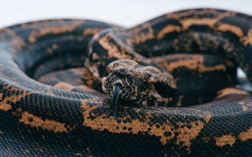 Un estudio asegura que los humanos podrían convertirse en venenosos en el futuro