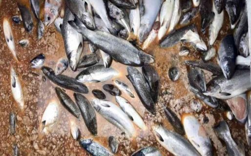 Más de cuatro mil toneladas de salmones muertos en el sur de Chile por algas nocivas