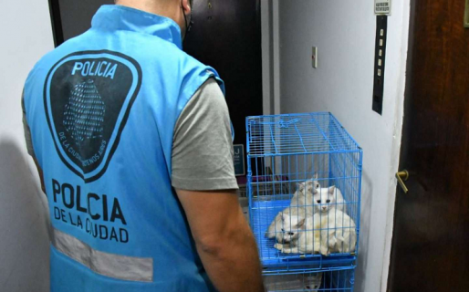 Rescataron 17 gatos y encontraron otros seis congelados en la heladera de la casa de una mujer