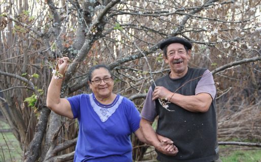 Milagro cordillerano: Florecieron los cerezos luego del incendio