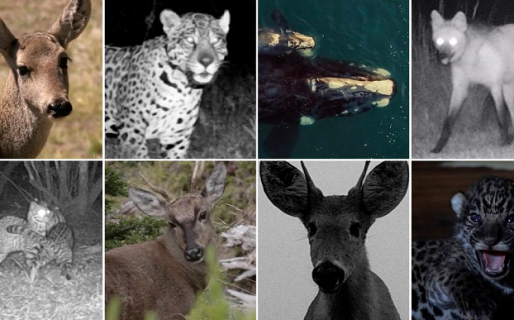 En el Día del Animal, las especies emblemáticas de nuestros Parques Nacionales