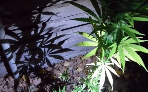 Fueron por un incendio de vivienda y terminaron secuestrando plantas de marihuana