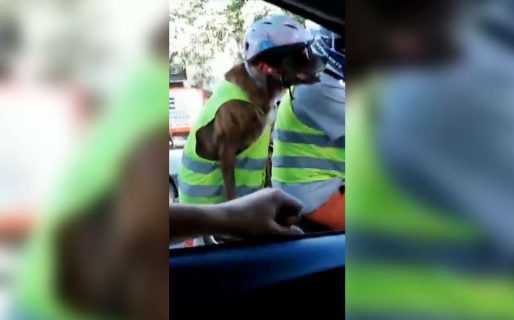 Un perro vestido con casco, chaleco y lentes viajó en moto con su dueño