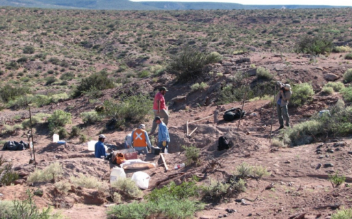 Descubren una nueva especie de dinosaurio en la Patagonia