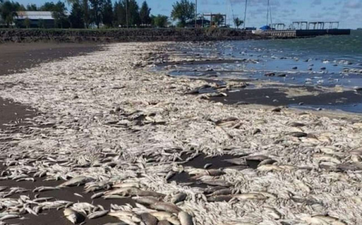 Miles de peces muertos por la sequía en Junín