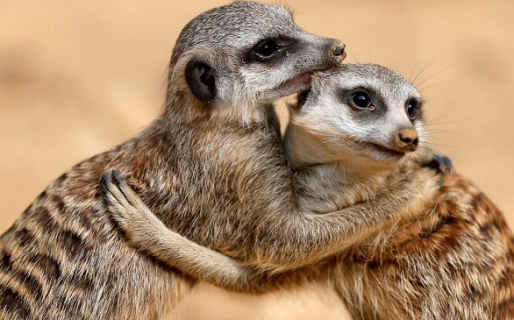 Dato inesperado: las suricatas son los animales más letales del planeta