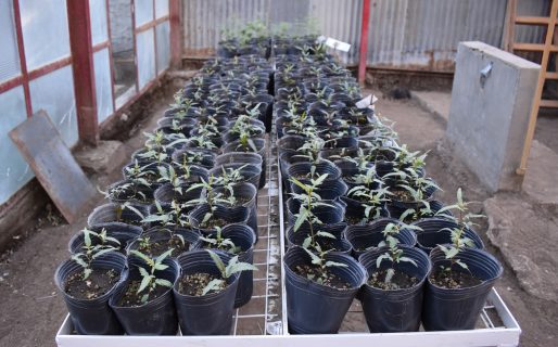 El Municipio avanza en la producción forestal propia