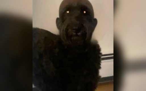 El perro pelado que aterró a todos