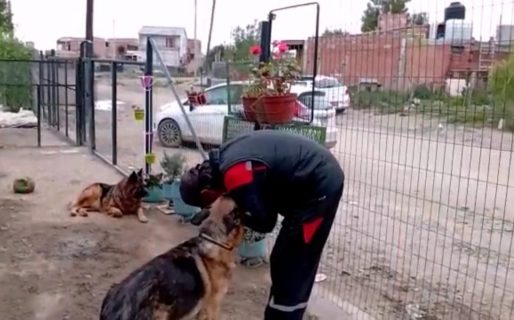 Dos ovejeros buscan una familia que los adopte