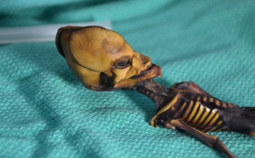 La verdad detrás del esqueleto ‘mutante’, los restos óseos que fueron señalados como extraterrestres