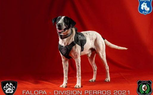 Furor por “Falopa”, el perro policía que generó los mejores memes