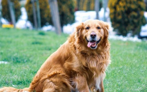 Un perro robó el micrófono a una periodista en vivo