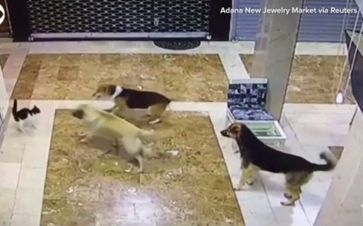 VIDEO: Una mamá gata enfrentó a tres perros para salvar a su cachorro y los hizo huir