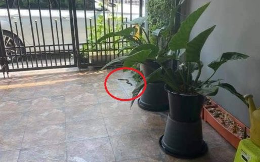 Pensó que había entrado una serpiente a su patio, pero era caca de su perro