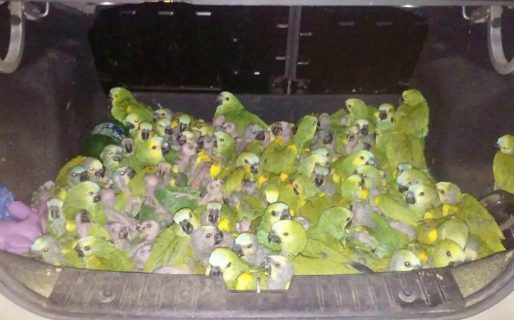 Peligro por varios casos de neumonía debido al brote de una bacteria en aves en la Argentina