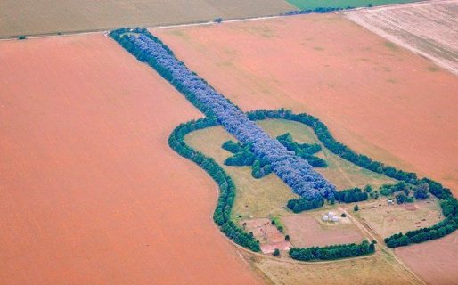 Plantó 7.000 árboles para formar la imagen de una guitarra, dedicada a la memoria de su esposa