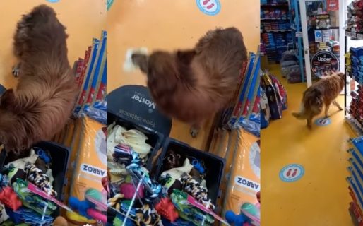 El hilarante video de un perrito que «roba» un juguete pensando que nadie lo estaba viendo