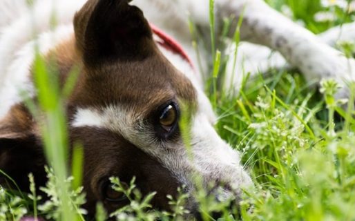 Por qué los perros comen pasto o cualquier yuyo
