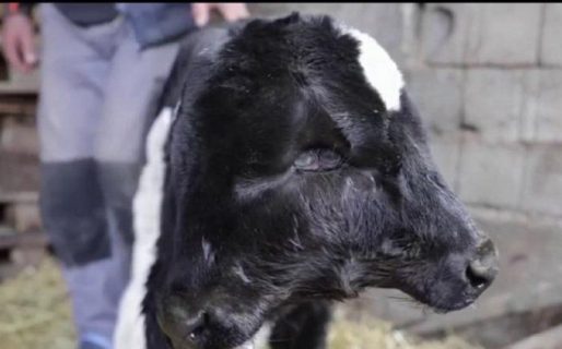 Video: nació un ternero con dos cabezas