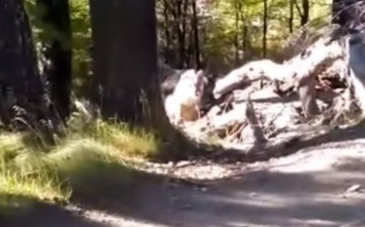 Salió a caminar y se cruzó con cinco pumas