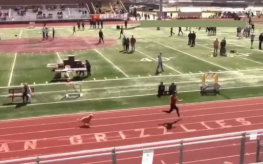 Video: Una perrita se metió en una carrera de atletismo, “ganó” y quedó cerca del récord de Usain Bolt