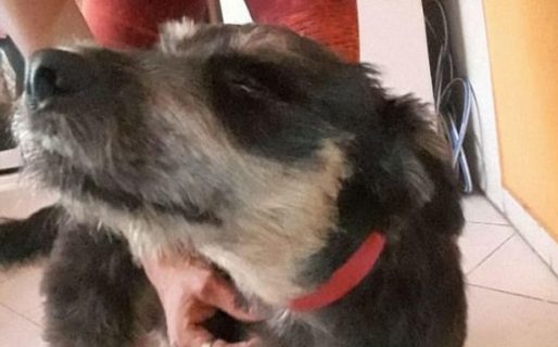 Dictaron una perimetral a un joven que maltrató a su perra