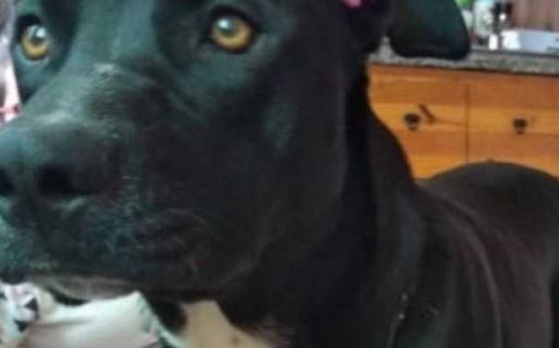 Un policía a juicio por matar a una perra