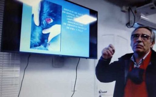 Juicio: la perra Tita «no mordió al policía y nunca saltó, solamente le ladraba»