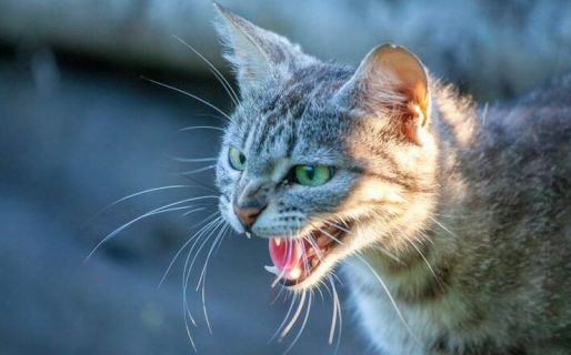 Una mujer fue mordida por un gato y murió de rabia