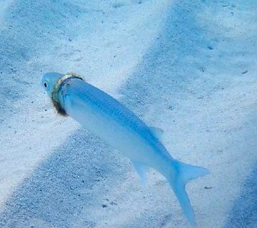 Perdió su anillo en la playa y lo encontró meses después atorado en un pez