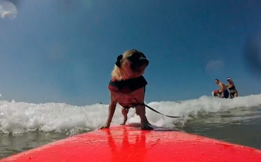 El video del ‘perro surfer’ que alborota las redes sociales