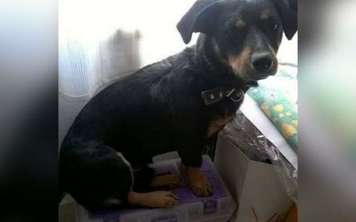 Desesperada búsqueda de Corbata: “Gracias a él salí de una recuperación por una enfermedad terminal, lo es todo para mí”