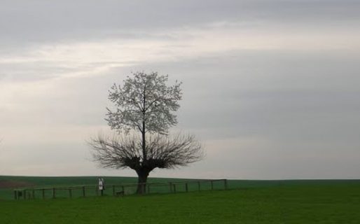Bialbero di Casorzo, el extraño árbol que creció encima de otro y sobrevive hace más de 20 años