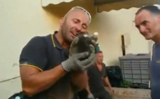 El conmovedor video de un bombero que rompe en llanto tras rescatar a un gatito bebé