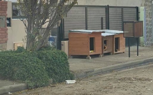 Puso cuchas afuera de su casa para que los perros de la calle tengan un lugar seguro donde dormir