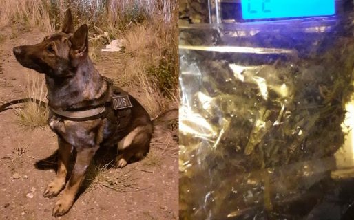 Daisy subió a un colectivo y delató a un pasajero que llevaba marihuana