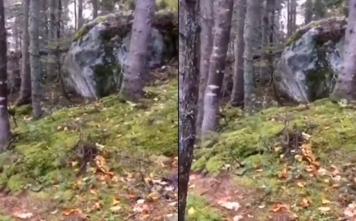 Encuentran explicación para el inquietante movimiento al que llamaron “el bosque que respira”