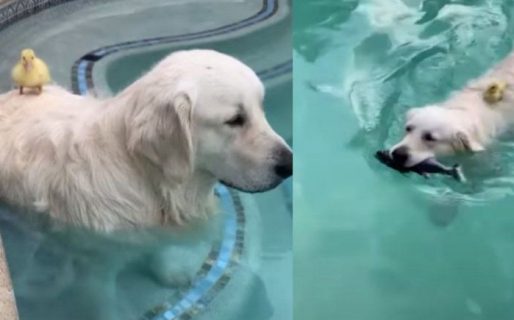 Inseparables: un perro rescató a un patito abandonado