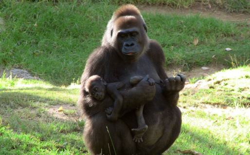 Los humanos y los simios podrían tener más historia compartida de la que pensábamos
