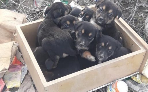Abandonaron a nueve cachorritos en un basural, un joven los salvó de morir de frío y les encontró un hogar a todos
