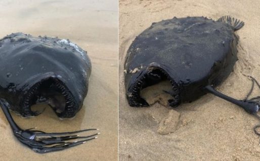 La extrañísima criatura marina hallada en la costa