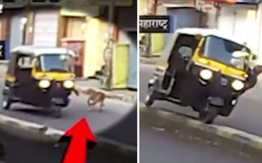 Intentó patear a un perrito callejero y terminó volcando