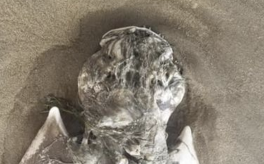 Siguen las extrañas apariciones de animales marinos en las costas: esta vez, un pez con “alas de ángel”