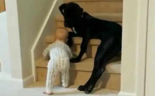 Un perro le impide a un bebé subir escaleras y se volvió viral