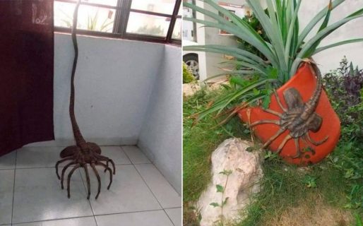 El extraño nuevo insecto que aterra a los usuarios