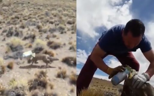 Video: Ayudó a un zorrito que tenía su cabeza atrapada en una caja
